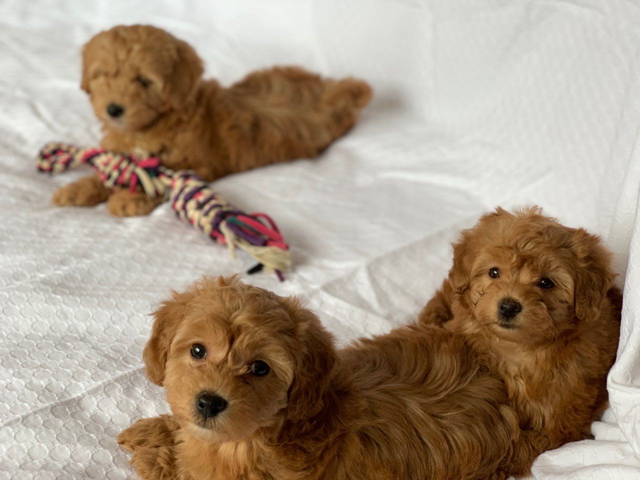 Toy Poodle Puppies